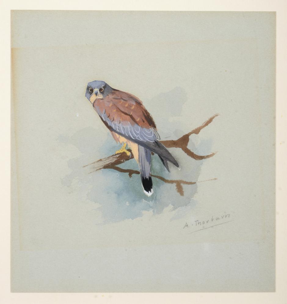 Archibald Thorburn (1860-1935) ''Lesser Kestrel'' Signed, watercolour and gouache, together with a - Image 2 of 3