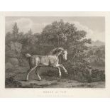George Stubbs (British, 1724-1806) ''Horse at Play'', engraving by William & Lititia [Laetitia]