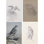 Roland Green (1896-1972) ''Goshawk'' Inscribed, pencil, together with two further pencil studies