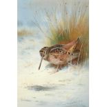 Archibald Thorburn (1860-1935) Woodcock in a snowbound landscape Signed and dated 1909,