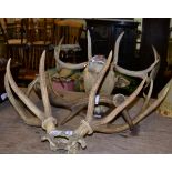 Taxidermy: Fallow Deer head mount on shield (af), a single Fallow Deer antler and a set of Red