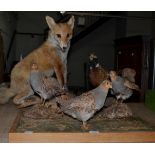 Taxidermy: A Collection of Countryside Animals & Birds, including a full mount Red fox sat upon a