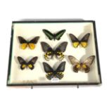 Entomology: A Collection of Birdwing Butterflies, circa mid-late 20th century, to include six