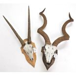 Antlers/Horns: African Hunting Trophies, Cape Greater Kudu (Strepsiceros strepsiceros), circa late