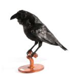 Taxidermy: Common Raven (Corvus corax), modern, full mount bird, mounted upon a bird perch, attached