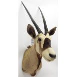 Taxidermy: Kalahari Gemsbok Oryx (Oryx gazella gazella), circa late 20th century, shoulder mount