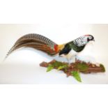 Taxidermy: Lady Amherst Pheasant (Chrysolophus amherstiae), modern, full mount cock bird in