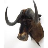 Taxidermy: Black Wildebeest (Connochaetes gnou), circa late 20th century, shoulder mount looking