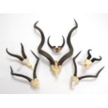 Antlers/Horns: African Hunting Trophies, Cape Greater Kudu (Strepsiceros strepsiceros) circa late