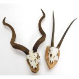 Antlers/Horns: African Hunting Trophies, Cape Greater Kudu (Strepsiceros strepsiceros), circa late