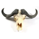 Antlers/Horns: African Hunting Trophy, Cape Buffalo (Syncerus caffer), circa late 20th century,