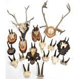 Antlers/Horns: Alpine Chamois (Rupicapra rupicapra), fifteen various sets of horns, some on cut