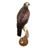 Taxidermy: Harris Hawk (Parabuteo unicinctus), modern, full mount perched atop a tree stump, mounted