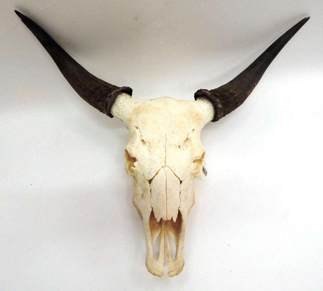 Antlers/Horns: Australian Scrub Bull (Bos javanicus), modern, large pair of horns on bleached