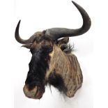 Taxidermy: Blue Wildebeest (Connochaetes taurinus), circa late 20th century, shoulder mount