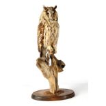 Taxidermy: Long Eared Owl, (Asio otus), circa 1997, by Brian Lancaster Taxidermy, full mount looking