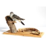 Taxidermy: Common Cuckoo (Cuculus canorus), modern, full mount perched upon a dry tree stump,