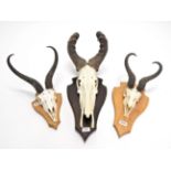 Antlers/Horns: African Hunting Trophies, Red Hartebeest (Alcelaphus caama), circa late 20th century,