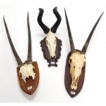 Antlers/Horns: African Hunting Trophies, Red Hartebeest (Alcelaphus caama), circa late 20th century,