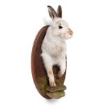 Taxidermy: Scottish Mountain Hare (Lepus timidus), modern, forepart mount with head turning slightly