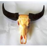 Antlers/Horns: Domestic Asian Water Buffalo (Bubalis bubalis), horns on bleached upper skull, widest