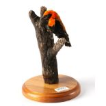 Taxidermy: Red Bishop Weaver Bird (Euplectes orix) modern, full mount male bird, perched upon a