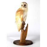 Taxidermy: Barn Owl, (Tito alba), circa 1997, by Brian Lancaster Taxidermy, full mount with head