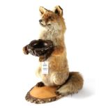 Taxidermy: Red Fox Waiter (Vulpes vulpes), circa late 20th century, full mount dog fox in upright