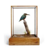 Taxidermy: Common Kingfisher (Alcedo atthis), circa 2012, by Carl Church, full mount perched atop