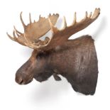 Taxidermy: Large North American Moose (Alces alces), modern, large bull shoulder mount looking