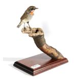 Taxidermy: Siberian Rubythroat (Calliope calliope), modern, full mount male, perched atop a small