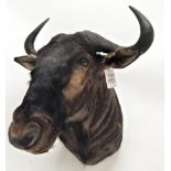 Taxidermy: Blue Wildebeest (Connochaetes taurinus), modern, shoulder mount with head turning