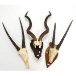 Antlers/Horns: African Hunting Trophies, Cape Greater Kudu (Strepsiceros strepsiceros) circa late