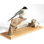 Taxidermy: Azure-Winged Magpie (Cyanopica cyanus), modern, full mount perched upon a dry tree stump,