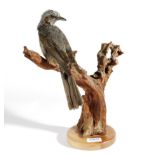 Taxidermy: Brown-Eared Bulbul (Hypsipetes amaurotis), modern, full mount bird with head turning