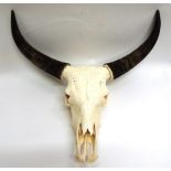 Antlers/Horns: Banteng Bull (Bos javanicus), modern, horns on bleached upper skull, widest span