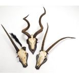 Antlers/Horns: African Hunting Trophies, Cape Greater Kudu (Strepsiceros strepsiceros), circa late