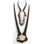 Antlers/Horns: African Hunting Trophies, Gemsbok Oryx (Oryx gazella gazella), circa early 20th