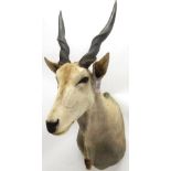 Taxidermy: Cape Eland (Taurotragus oryx oryx), circa late 20th century, large bull shoulder mount