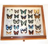 Entomology: A Collection of African Butterflies, circa late 20th century, to include sixteen