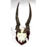 Antlers/Horns: African Hunting Trophy, East African Eland (Taurotragus oryx pattersonianus), circa