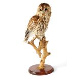 Taxidermy: Tawny Owl (Strix aluco), circa 25/02/98, by Brian Lancaster Taxidermy, full mount with
