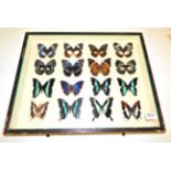 Entomology: A Collection of African Butterflies, circa late 20th century, sixteen specimens to