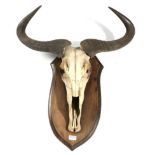 Skulls/Antlers: Blue Wildebeest (Connochaetes taurinus), circa 1900, by Rowland Ward, horns on upper