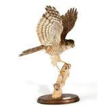 Taxidermy: Sparrowhawk, (Accipiter nisus), circa 1997, by Brian Lancaster Taxidermy, female full