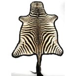 Taxidermy: Burchell's Zebra Skin (Equus quagga), circa 1960, flat skin rug, with flat head, backed