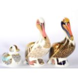 Royal Crown Derby Imari Paperweight Brown Pelican, White Pelican and Collector's Guild Duckling (3)