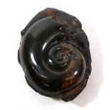 A Carved Amber Boulder, the upper section carved as a helical shell, 12.5cm wide