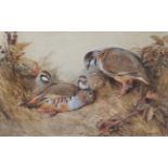 William Woodhouse (1857-1939) A study of nesting French Partridges Signed, watercolour, 33.5cm by