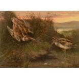William Woodhouse (1857-1939) A pair of Snipe Signed, oil on board, 27cm by 37cm see illustration